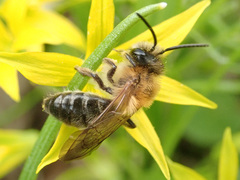 Andrena nitida