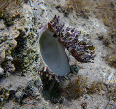 Spondylus gaederopus