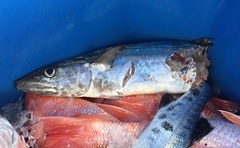 Scomberomorus cavalla