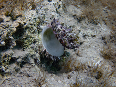Spondylus gaederopus