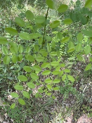 Styphnolobium