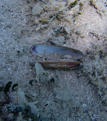 Lithophaga lithophaga