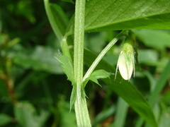 Vicia bithynica