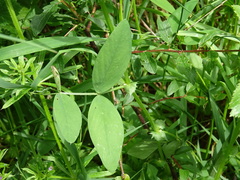Vicia bithynica