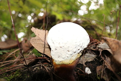 Ganoderma