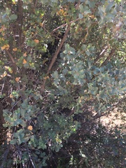 Quercus john-tuckeri