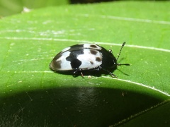 Prepopharus eduardoi