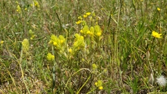 Castilleja lacera