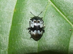 Prepopharus eduardoi