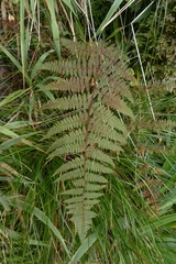 Hypolepis rufobarbata