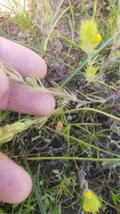Castilleja lacera