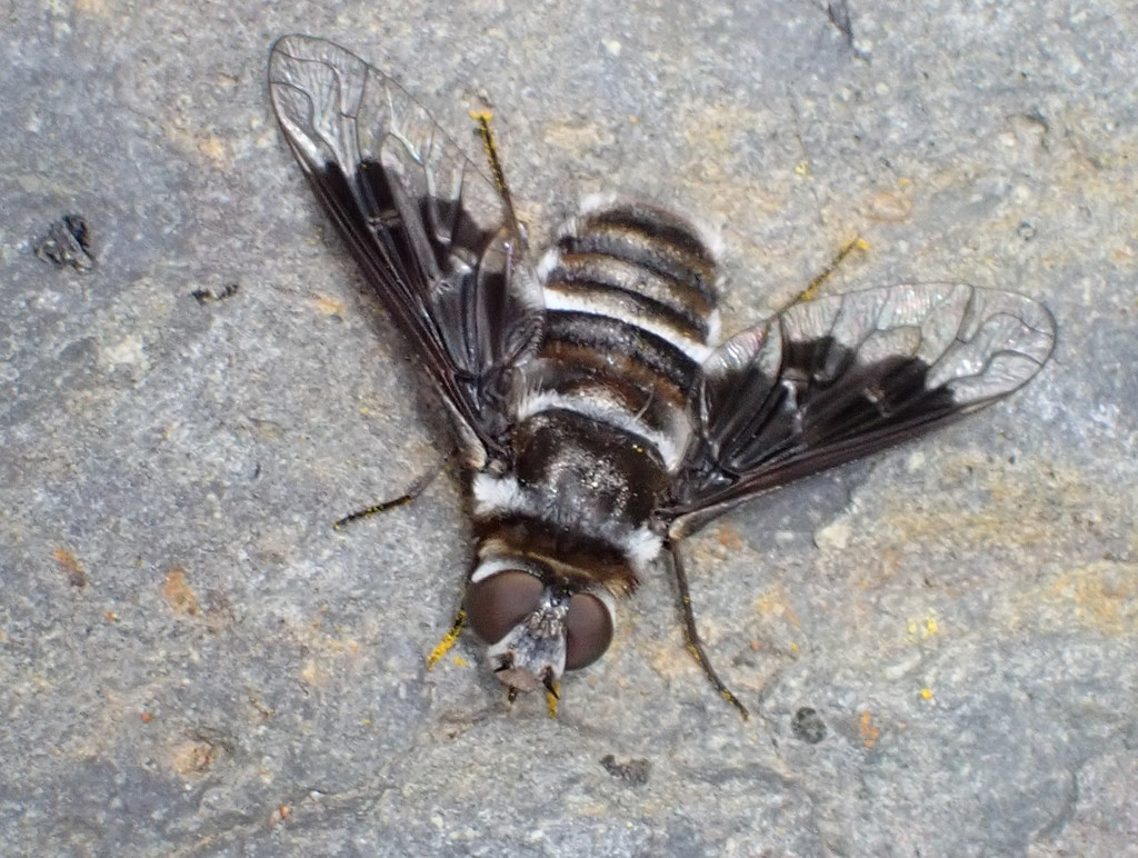 Thyridanthrax indigenus