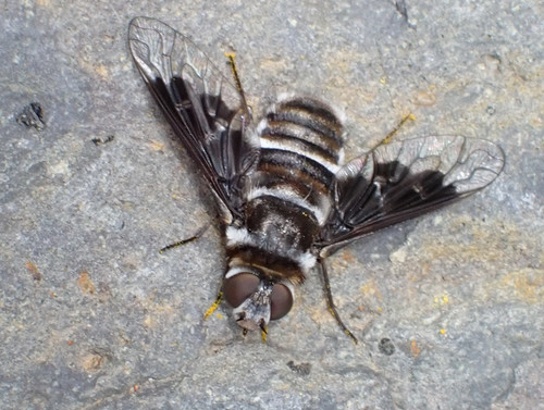 Thyridanthrax indigenus