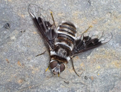 Thyridanthrax indigenus