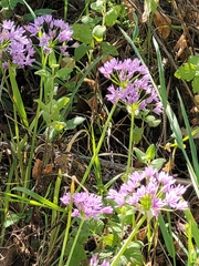 Allium unifolium