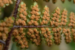 Hypolepis rufobarbata