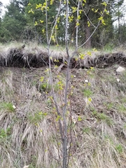 Amelanchier cusickii