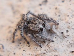 Habronattus hirsutus