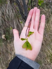 Amelanchier cusickii