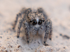 Habronattus hirsutus