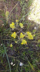 Castilleja lacera