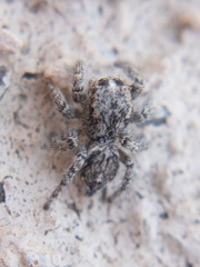Habronattus hirsutus