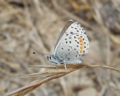 Euphilotes enoptes bayensis