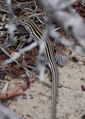 Aspidoscelis laredoensis