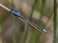 Argia alberta