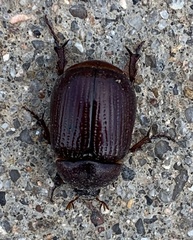 Orizabus pyriformis
