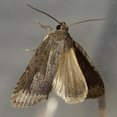 Amphipyra glabella