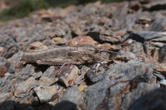 Eumigus cucullatus cucullatus