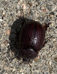 Orizabus pyriformis