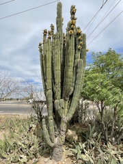 Pachycereus pecten-aboriginum