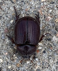 Orizabus pyriformis