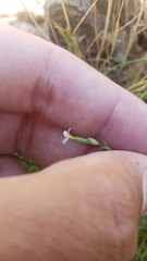 Leptosiphon bolanderi