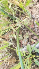 Leptosiphon bolanderi