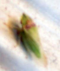 Xerophloea viridis