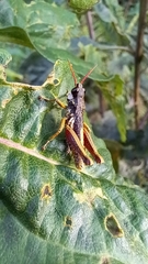 Aspidophyma americana