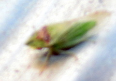 Xerophloea viridis