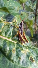 Aspidophyma americana