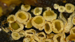 Merismodes