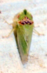 Xerophloea viridis