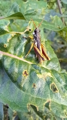 Aspidophyma americana