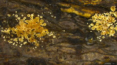 Merismodes