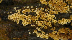 Merismodes