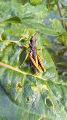 Aspidophyma americana