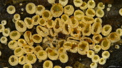 Merismodes
