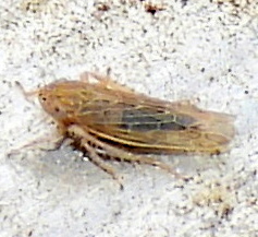 Graminella sonora