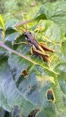 Aspidophyma americana